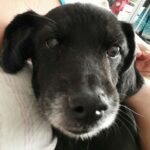 transporte de cachorro idoso