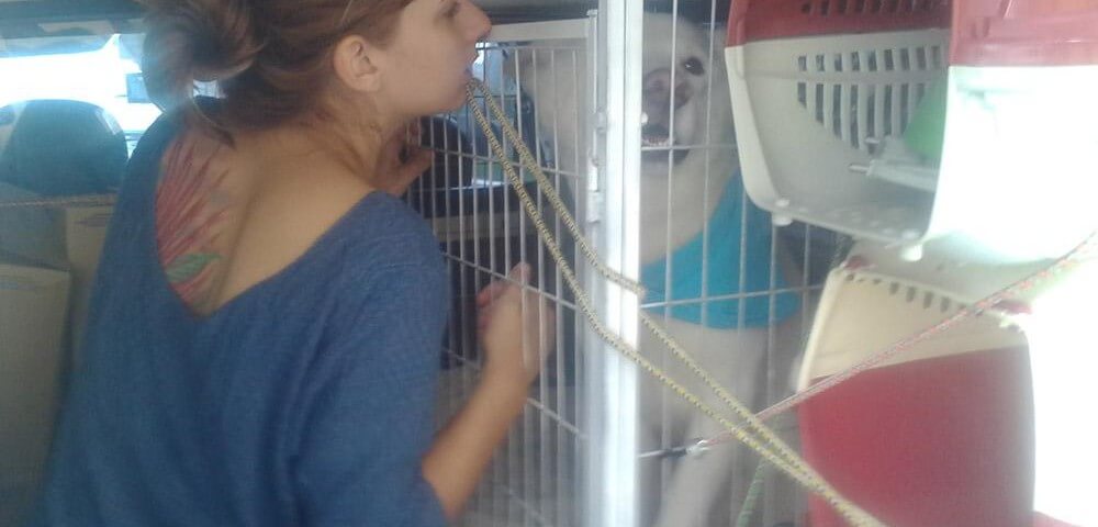 Animais avião x Taxidog Tio Edson