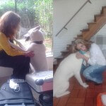 Akita Taxidog Tioedson