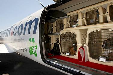 transporte-animal-aviao