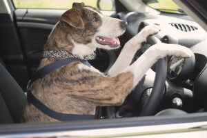Cães motoristas