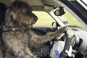 Cães motoristas