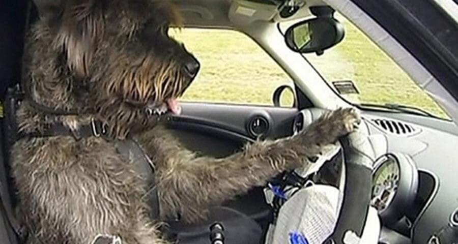 Cães motoristas