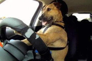 Cães motoristas