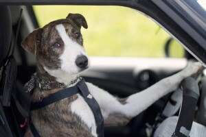 Cães motoristas