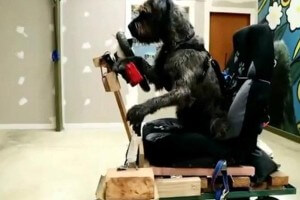 Cães pilotos