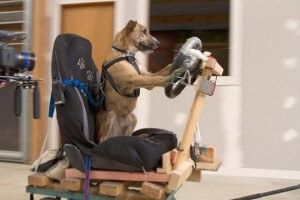 Cães pilotos