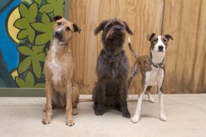 Cães pilotos