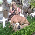 Transporte Filas Brasileiros Villier Ulmo Kennel - Taxidog Tio Edson