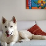 transportar-animais-aviao-akita