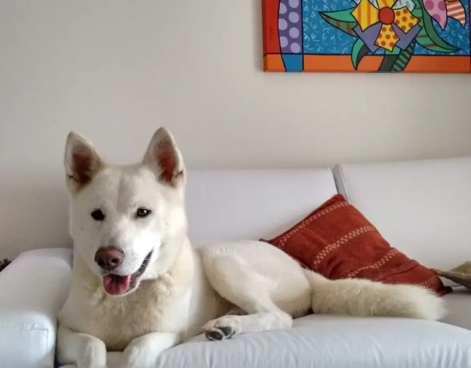 transportar-animais-aviao-akita