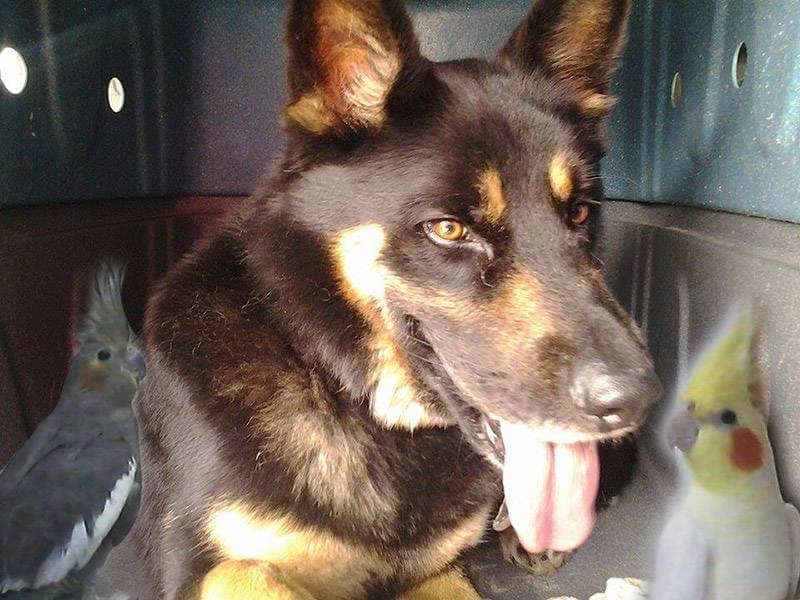 Taxodog Tio Edson transporte calopsitas e dog