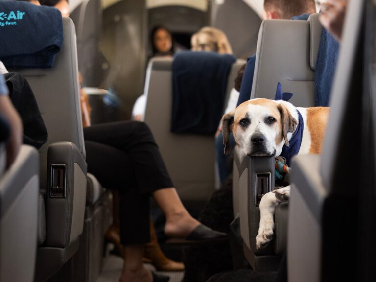 Bark Air Pets Cabine