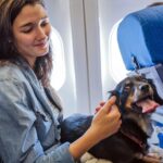 Pet Cabine em voo comercial Austrália vs diferença no transporte de animais na Latam, Gol. Azul.