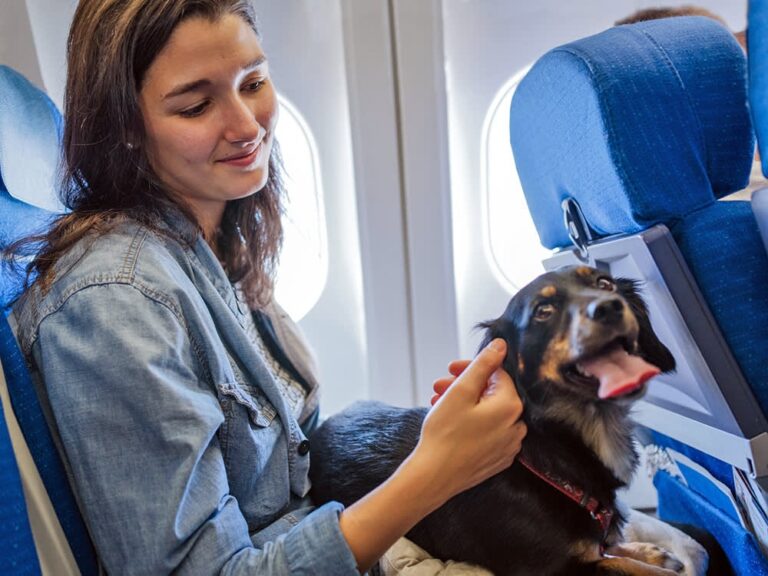 Pet Cabine em voo comercial Austrália vs diferença no transporte de animais na Latam, Gol. Azul.