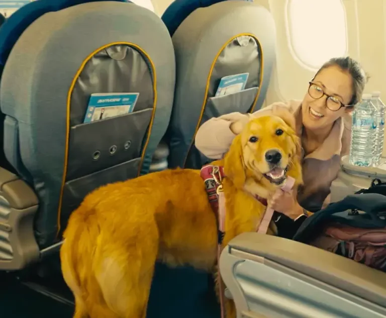 Um Golden Cabine Sky Pets e a Diferença no transporte de animais em avião no Brasil