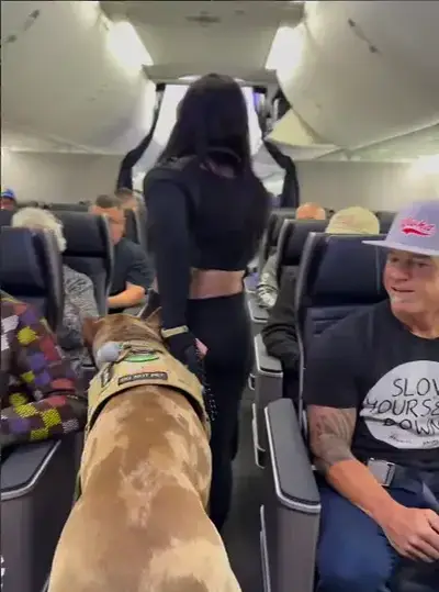 Transporte de animais em avião - Dogue Alemao-Voo Comercial EUA
