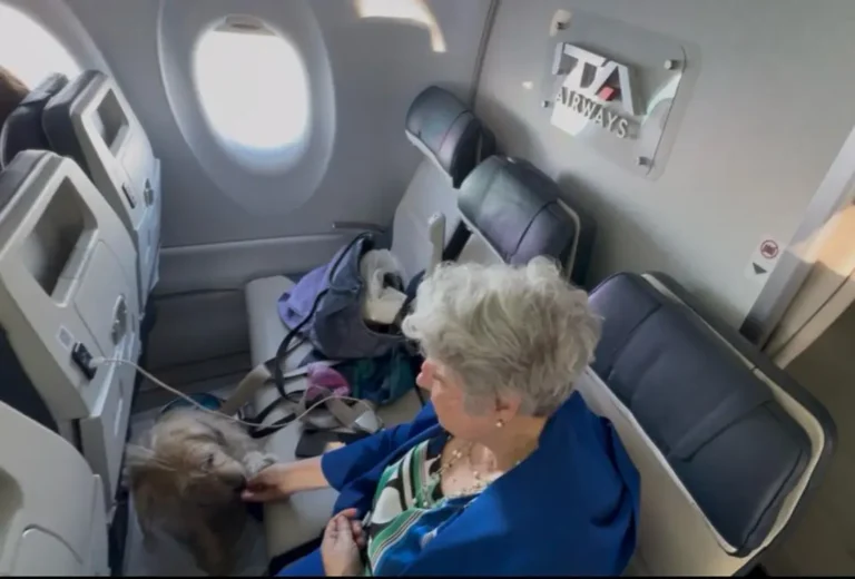 Transporte de animais em avião - Itália regulamentou cães grandes na cabine