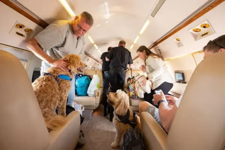 Passageiros e seus cães na cabine da K9 Jets Europa x transporte de animais na Latam ou Gol