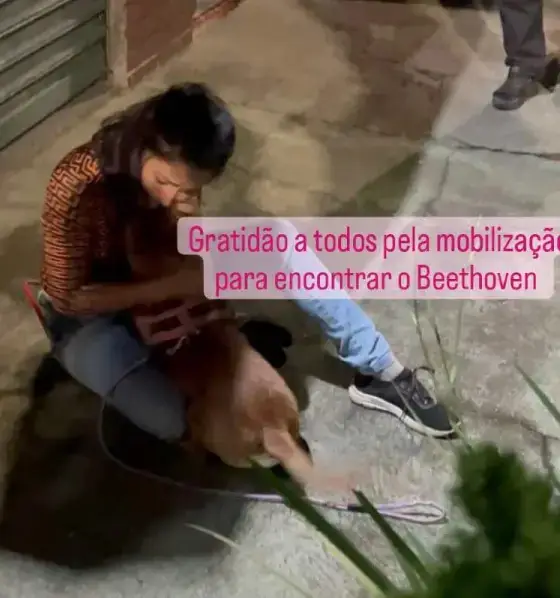 Beethoven Extraviado Latam