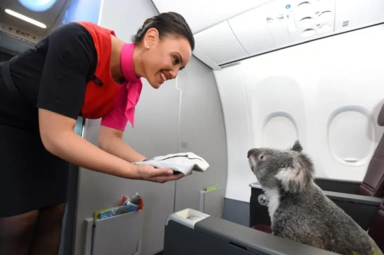 Coala viajando na cabine de avião Austrália