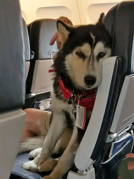 Transporte de animais em avião - Husky fofo viajando na cabine em voo comercial nos EUA