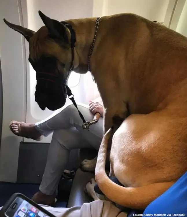 Dog alemão voo cabine EUA