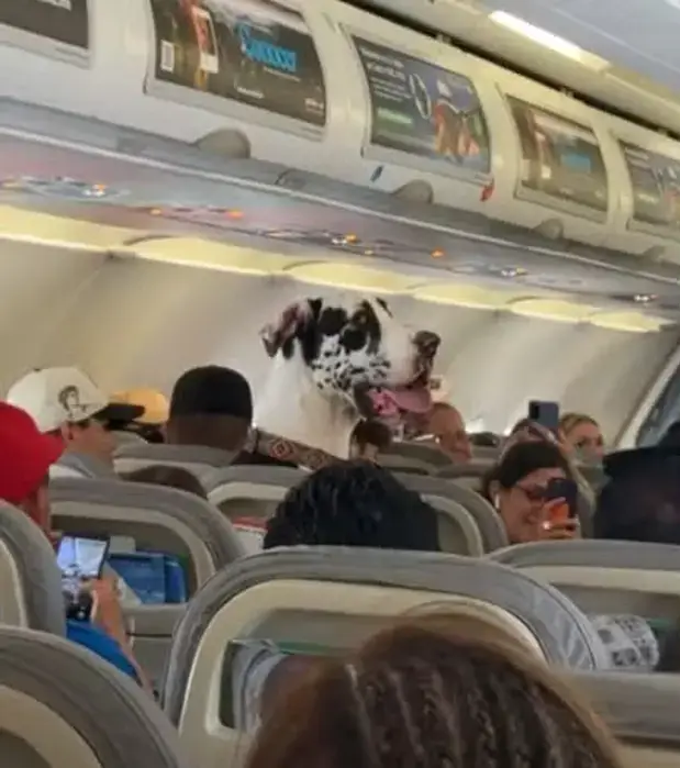 Dogue Alemão voo cabine Mèxico