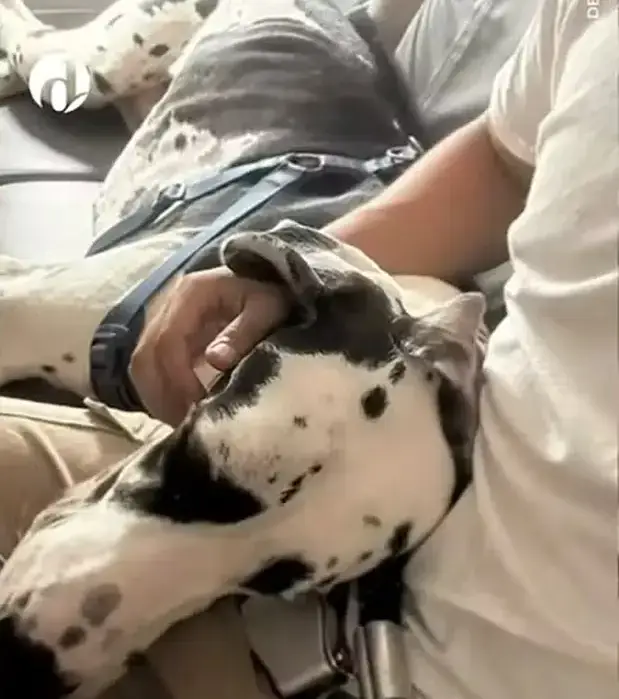 Dog Alemão de apoio emocional Pet Cabine x diferença transporte de animais em avião no Brasil