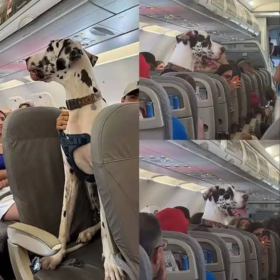 Transporte de animais em avião - Dogue Alemão em voo comercial México