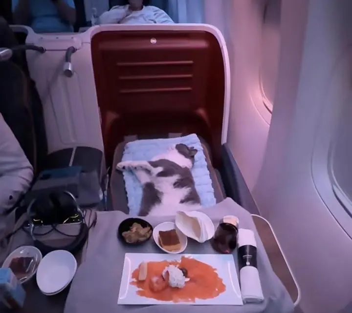 gatinho folgado dormindo em voo da Turquia para os EUA