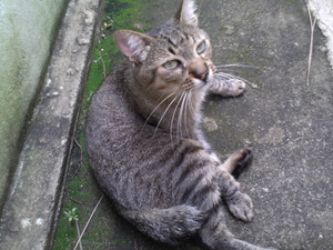 Gato Esquilo - Extraviado Gol