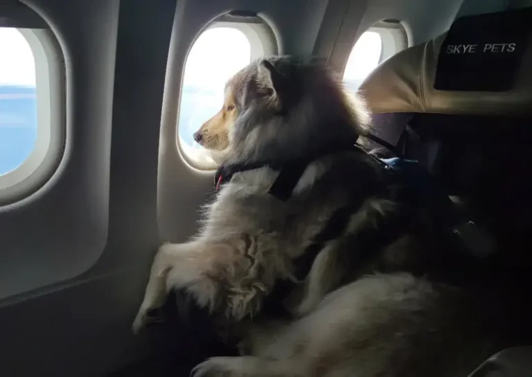 Diferença Husky Siberiano viajando na Sky Pets para os animais na Latam, Gol e Azul