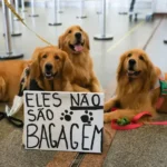 Goldens em protesto aeroporto - Transporte de animais em avião