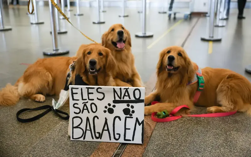 Goldens em protesto aeroporto - Transporte de animais em avião
