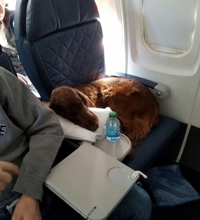 Cãozinho aconchegado em voo comercial EUA vx diferença transporte animais em avião no Brasil