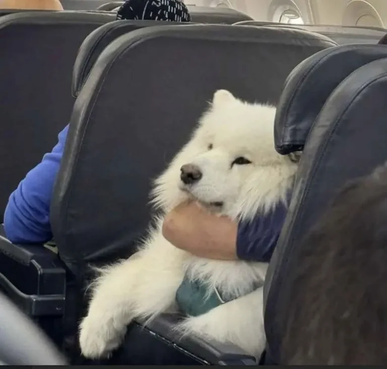 Transporte de animais em avião - Samoieda viajando no colo em voo dos EUA