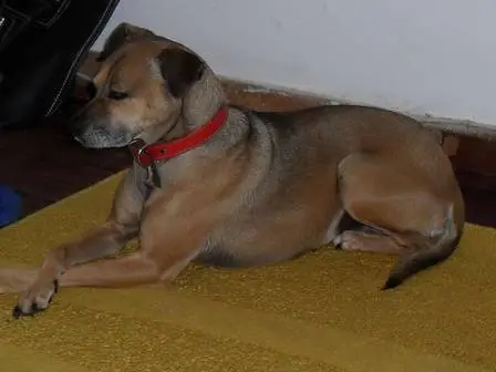 Mel extraviada Latam