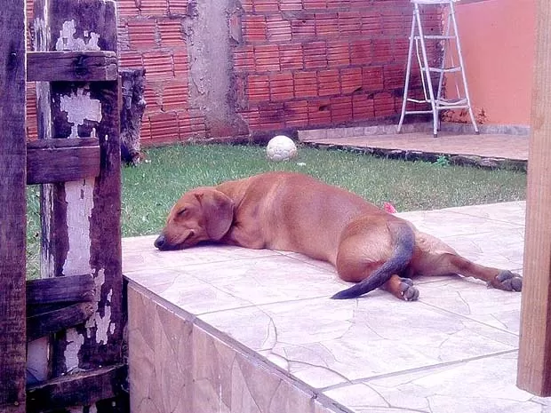 Lion - Extraviado Latam