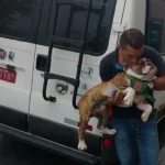 transporte-de-animais-de-estimacao-diferenciais