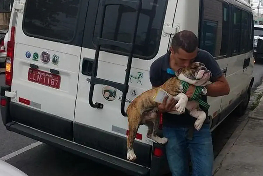 transporte-de-animais-de-estimacao-diferenciais