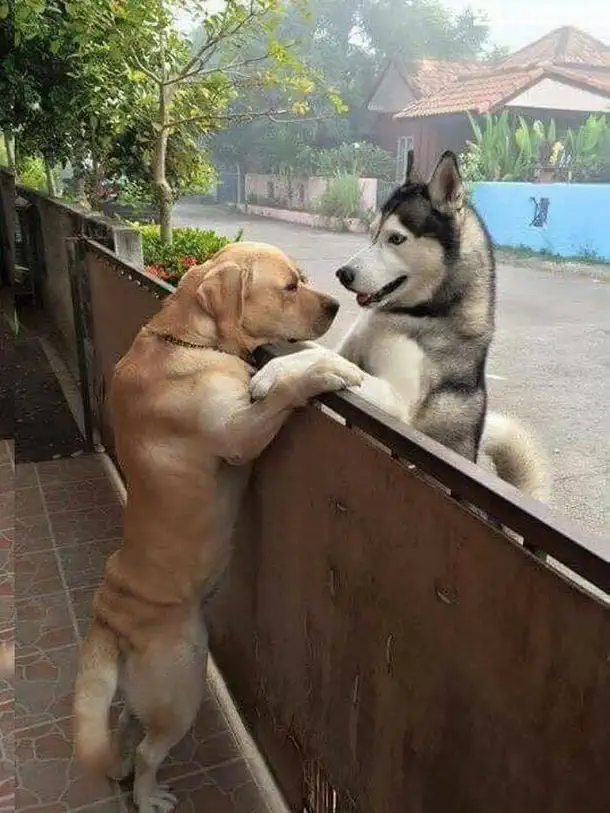 husky e labrador amizade e abraço Tailandia
