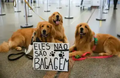 Transporte de Pets Interestadual - Animais não são bagem