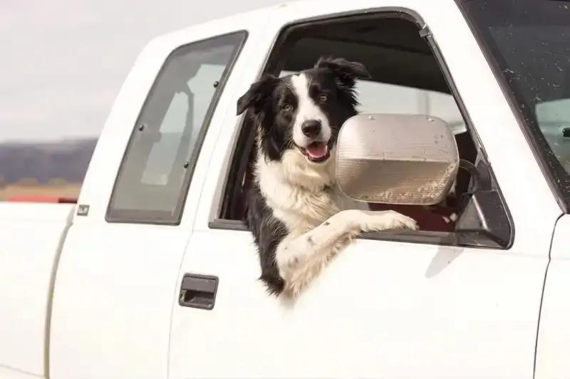 tranporte-de-pets-interestadual2-border-collie-de-carona